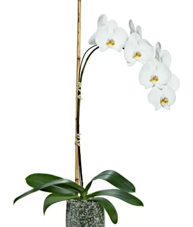 Vienna Potted Phalaenopsis - The flowers of the popular and beautiful white phalaenopsis orchid plant are thought to resemble moths in flight – and this exotic and graceful living gift, potted for a long blooming time, will decorate any room with elegance.