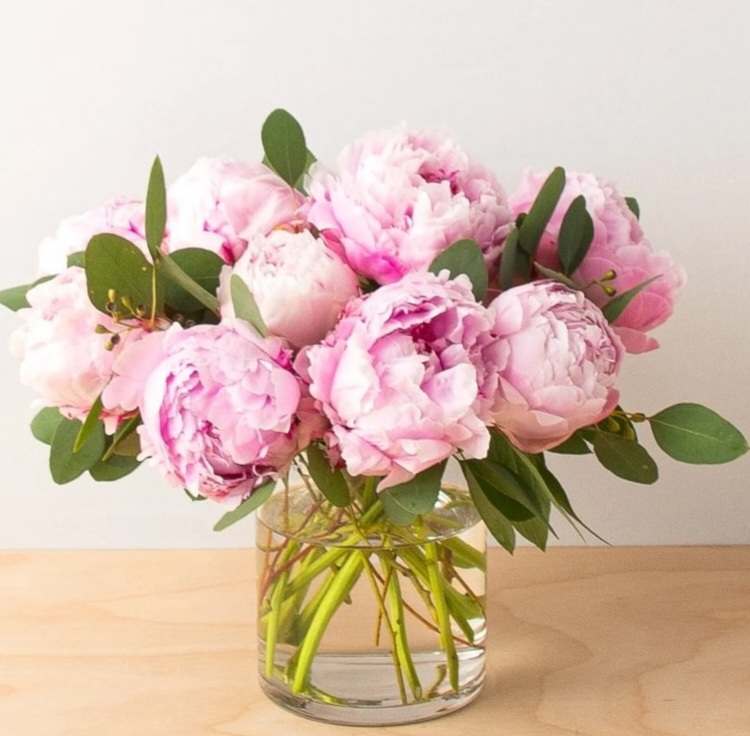 Pink peonies in a clear glass vase with green foliage
