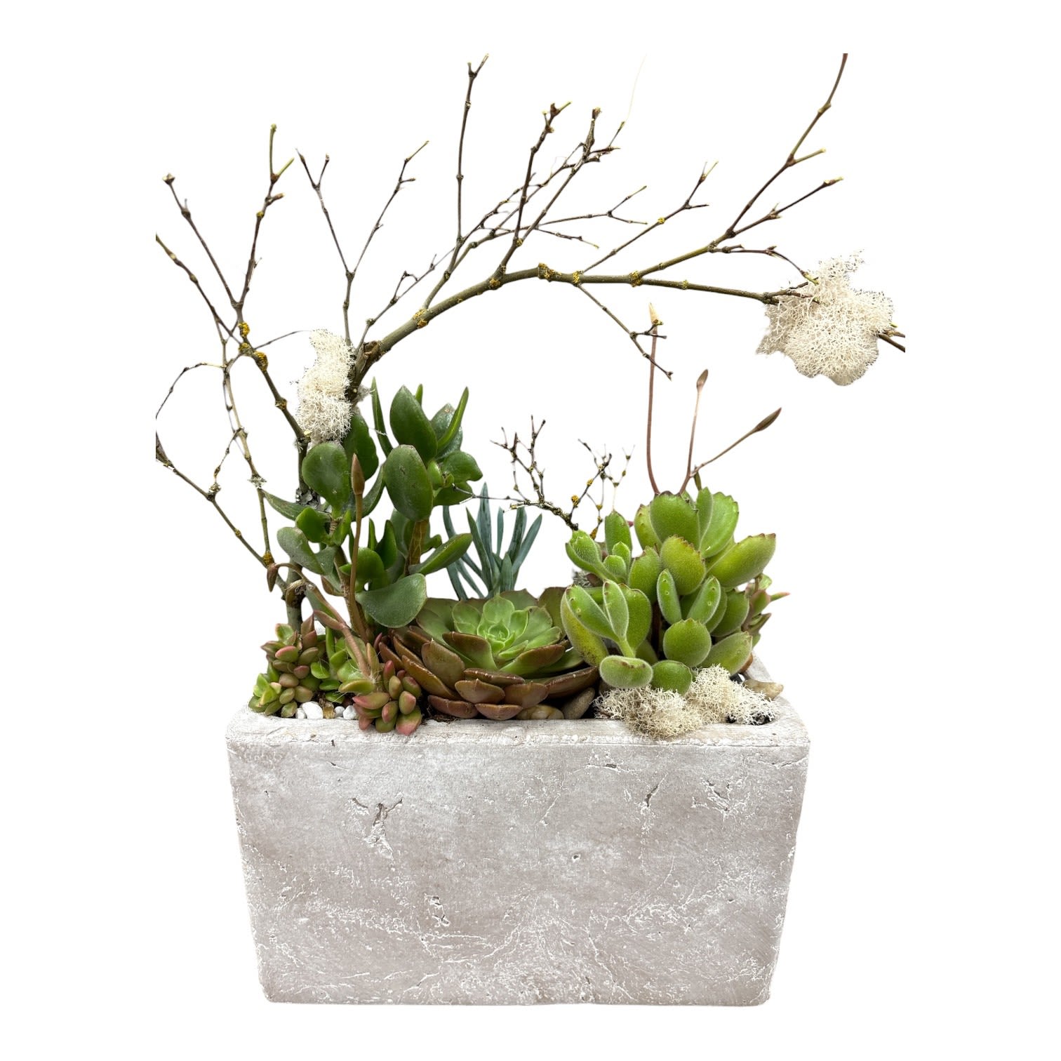 Succulent Shelter Planter  - A clustered mix of green rosette succulents and airy bare branches gives this succulent arrangement a sculptural, modern silhouette - perfect as a tabletop plant display or a contemporary housewarming gift. As a succulent planter for birthdays, anniversaries, or to say "thinking of you," it reads as a long-lasting, low-maintenance alternative to cut flowers that will make the person you're thinking of feel seen and cared for.  Set in a low rectangular concrete planter, the design pairs varied succulent forms with pale white lichen and tall decorative branches for contrast in height and texture. The palette stays mostly green, gray, and white for a clean, natural look with a slightly rustic edge; the compact planting and sturdy planter make it a standout centerpiece for shelves, consoles, or office desks.  This is an ideal pick for someone who prefers plants over traditional bouquets or for gifting on occasions like housewarmings, congratulations, or sympathy where longevity and understated elegance matter. Care is simple: bright, indirect light and occasional watering suited to succulent needs - a ready-made, stylish living gift that keeps giving.