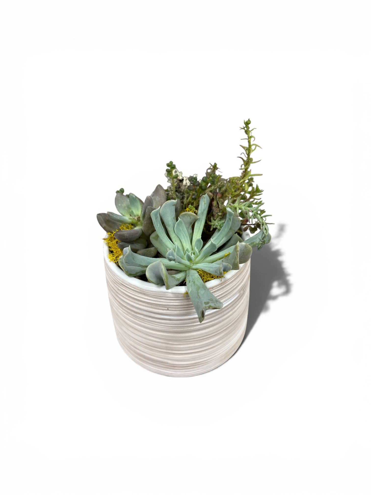 Simply Succulents - A compact cluster of mixed succulents in a ribbed white ceramic pot makes this arrangement a fresh, modern choice for a housewarming gift or everyday décor. As a succulent arrangement for a new home or a "thinking of you" surprise, its clean palette of green, pale blue-green, gray-green and small yellow accents feels both calming and uplifting-the kind of small, steady presence that helps someone feel settled and cared for.  The piece features assorted succulent rosettes and varied forms planted closely in a low-profile ribbed white ceramic pot, creating a subtle play of textures between smooth leaves and the pot's gentle ridges. Measuring as a compact tabletop size, it's easy to tuck onto a windowsill, desk, or mantel; low maintenance care-bright, indirect light and occasional watering-keeps it thriving. Choose this understated arrangement when you want to give a long-lasting, stylish gift that makes the recipient feel seen and at home.