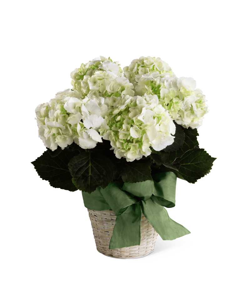The FTD White Hydrangea Planter - The FTDÂ® White Hydrangea Planter is a wonderful way to express your deepest condolences for their loss. A simply gorgeous hydrangea plant displays its clusters of white blooms arriving in a white-wash basket accented with a designer green wired taffeta ribbon to offer peace and comfort in their time of need.