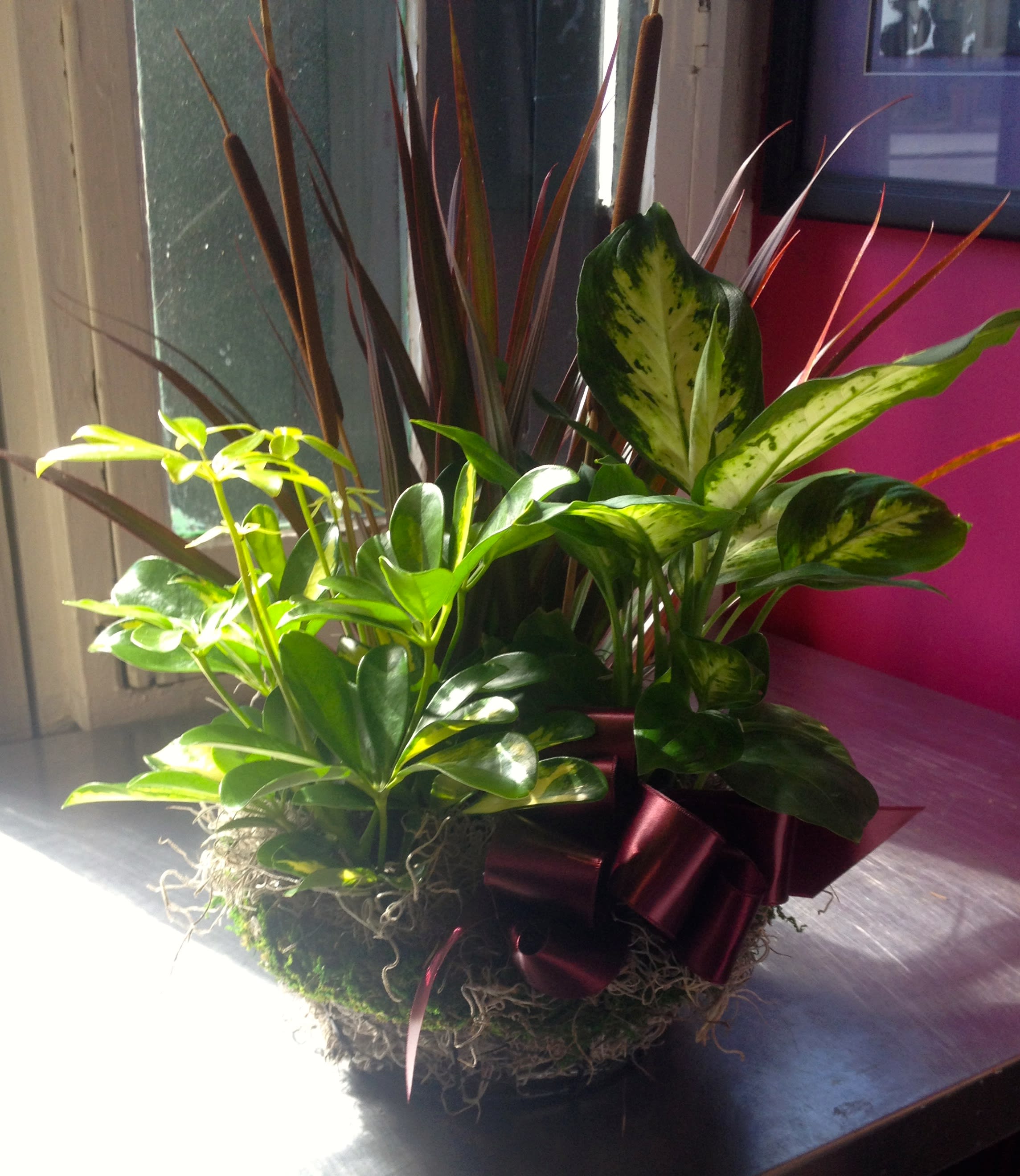 Mixed potted houseplants in a moss-covered basket with a burgundy ribbon