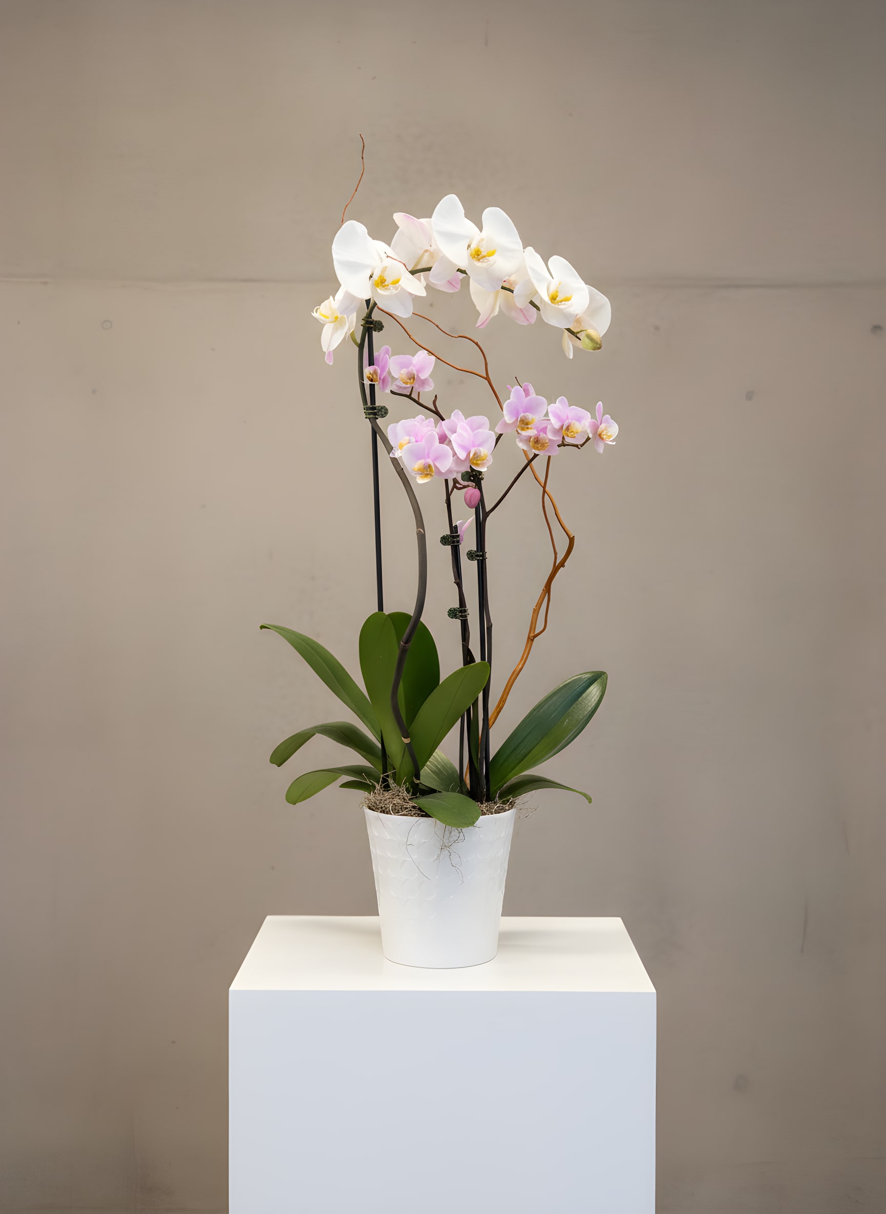 Potted orchid arrangement with white and pink blooms in a white container