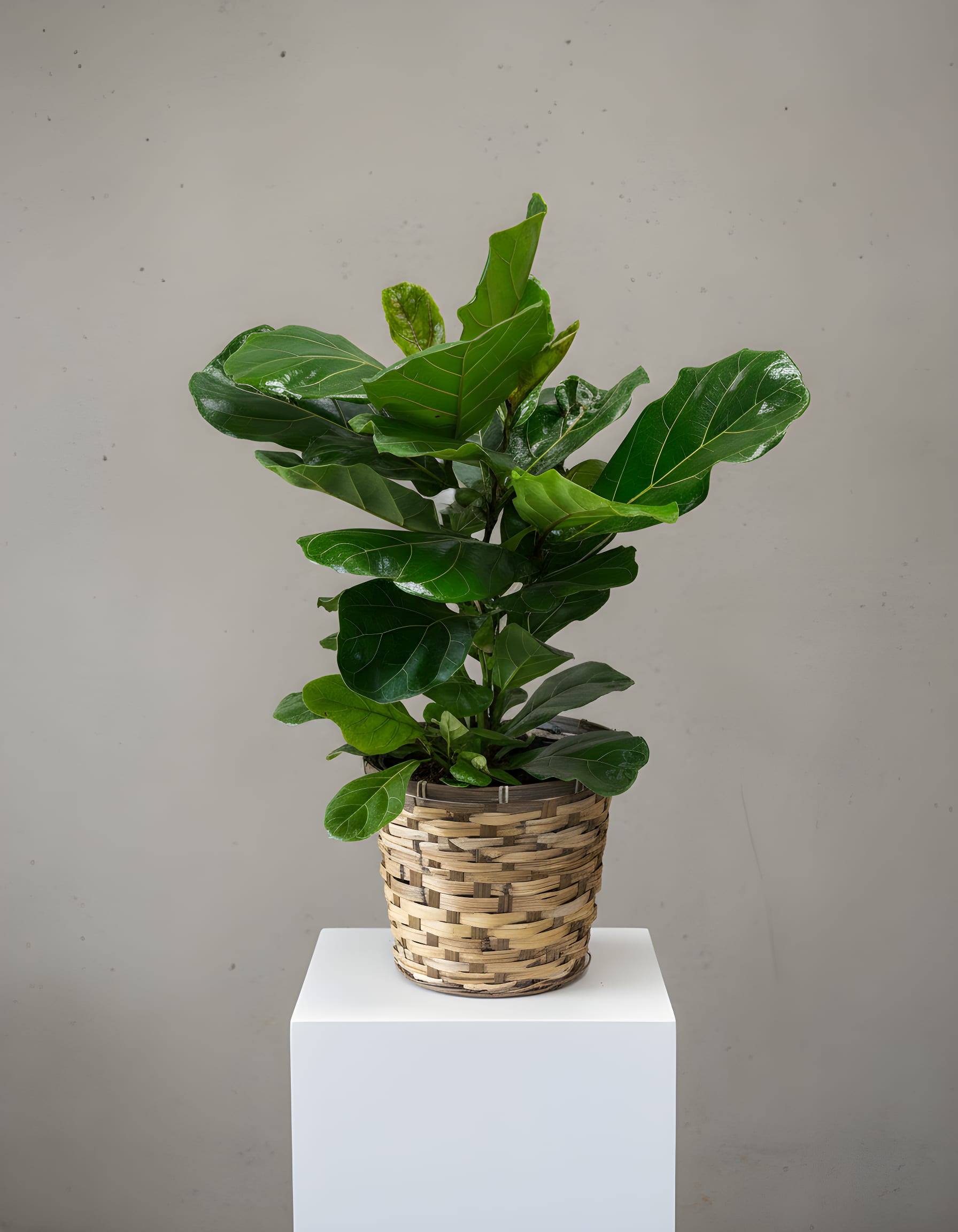 Potted green plant in a woven basket planter