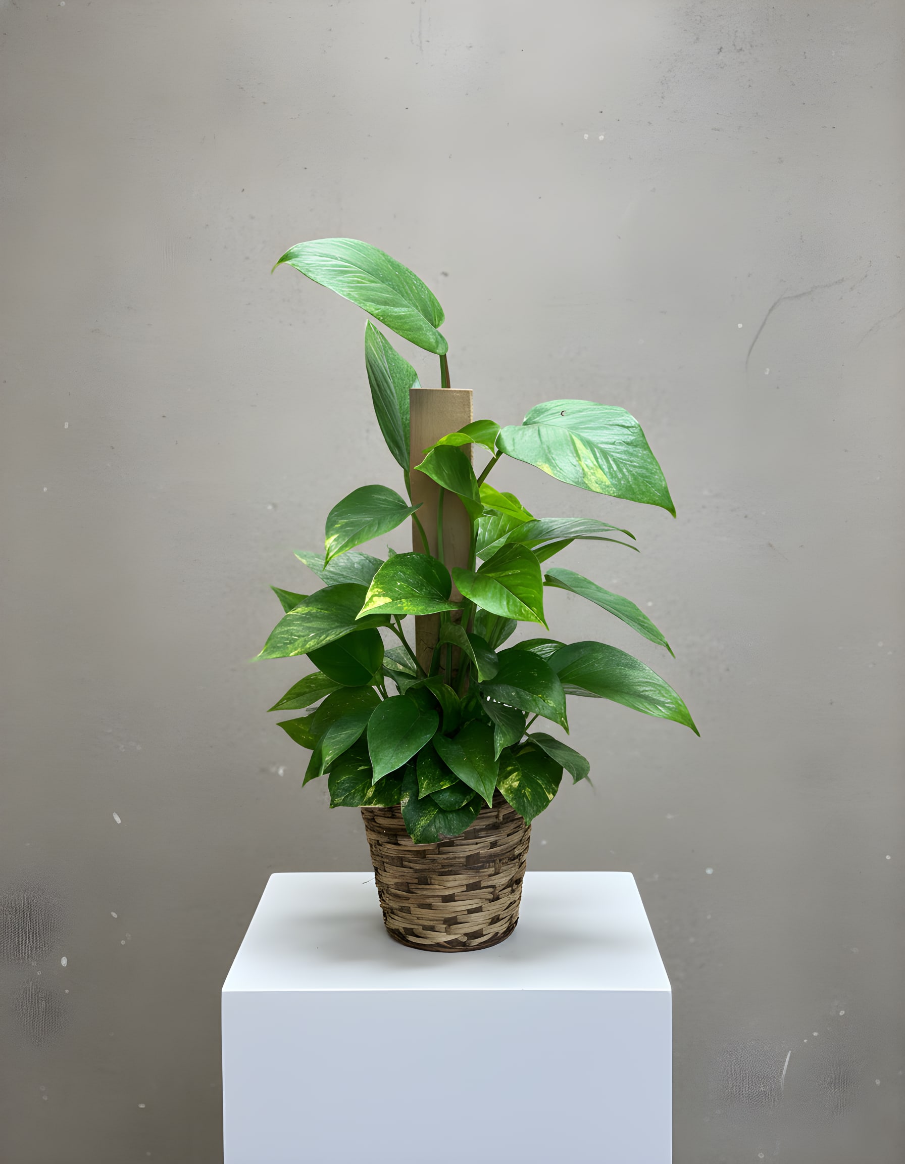 Potted green houseplant in a woven basket planter