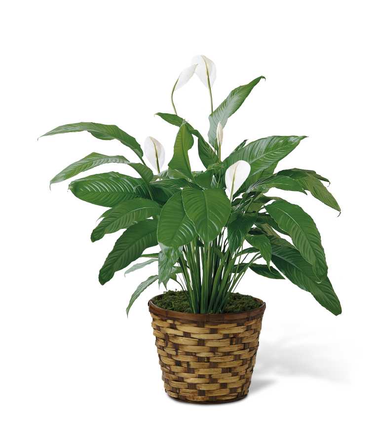 Potted peace lily plant with white blooms in a woven basket