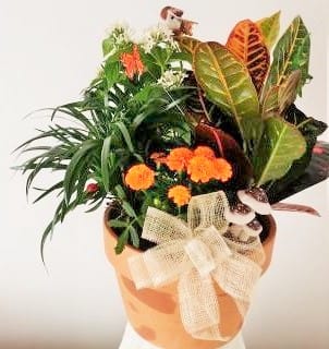 Potted tropical plant arrangement with orange flowers and a burlap bow