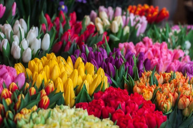 Assorted tulips in many colors arranged in dense rows
