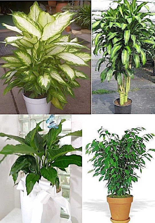 Floor Plant in a Basket - Your options include plants with varied foliage: variegated light green-and-cream leaves, solid deep green leaves, finely textured clusters, and broad-leaf specimens such as Dieffenbachia, Dracaena ("Corn Plant"), Spathiphyllum (Peace Lily), Ficus and Palm. Each plant sits in a rattan basket and comes with a large, oversized bow.  Together they create a full, calming display that suits home or office décor.  Approximately 4-6 ft tall and usually 3-4 ft in diameter depending on which plant you choose.  