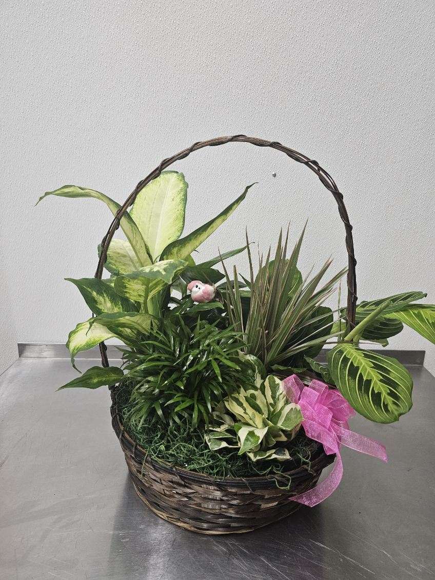 Basket of assorted green houseplants with a pink ribbon