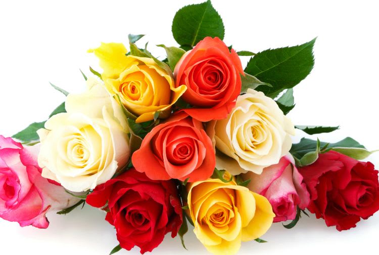 Assorted roses in red, pink, yellow, and white