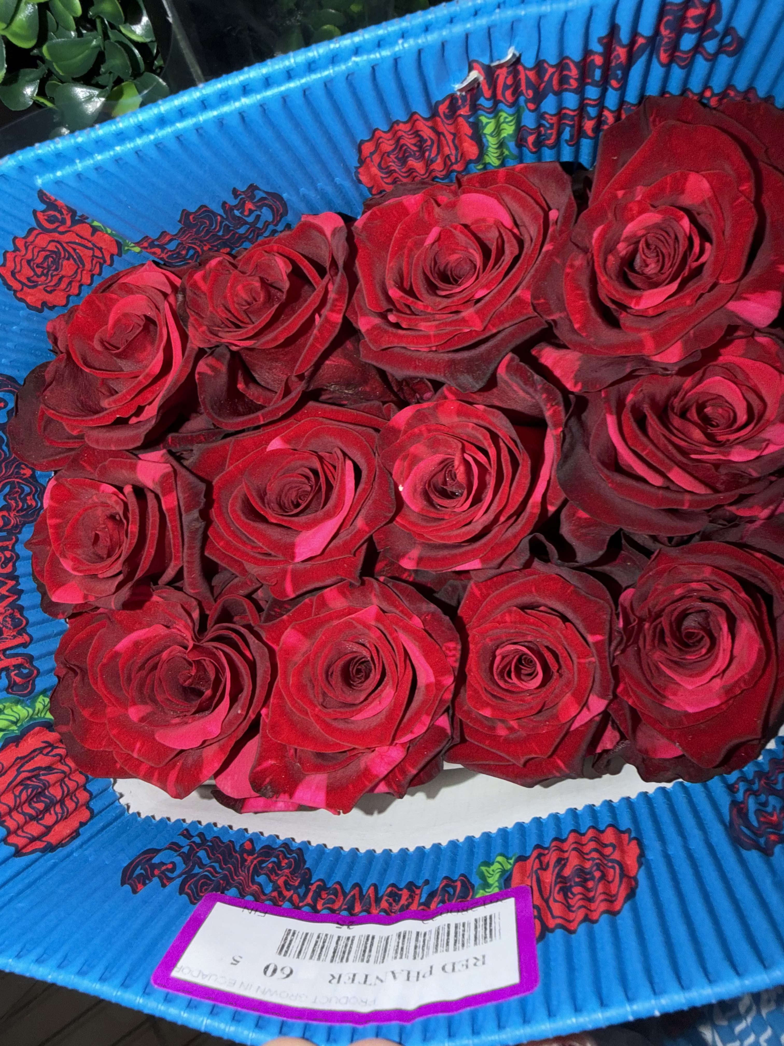 panther red roses - wholesale roses in color panther red