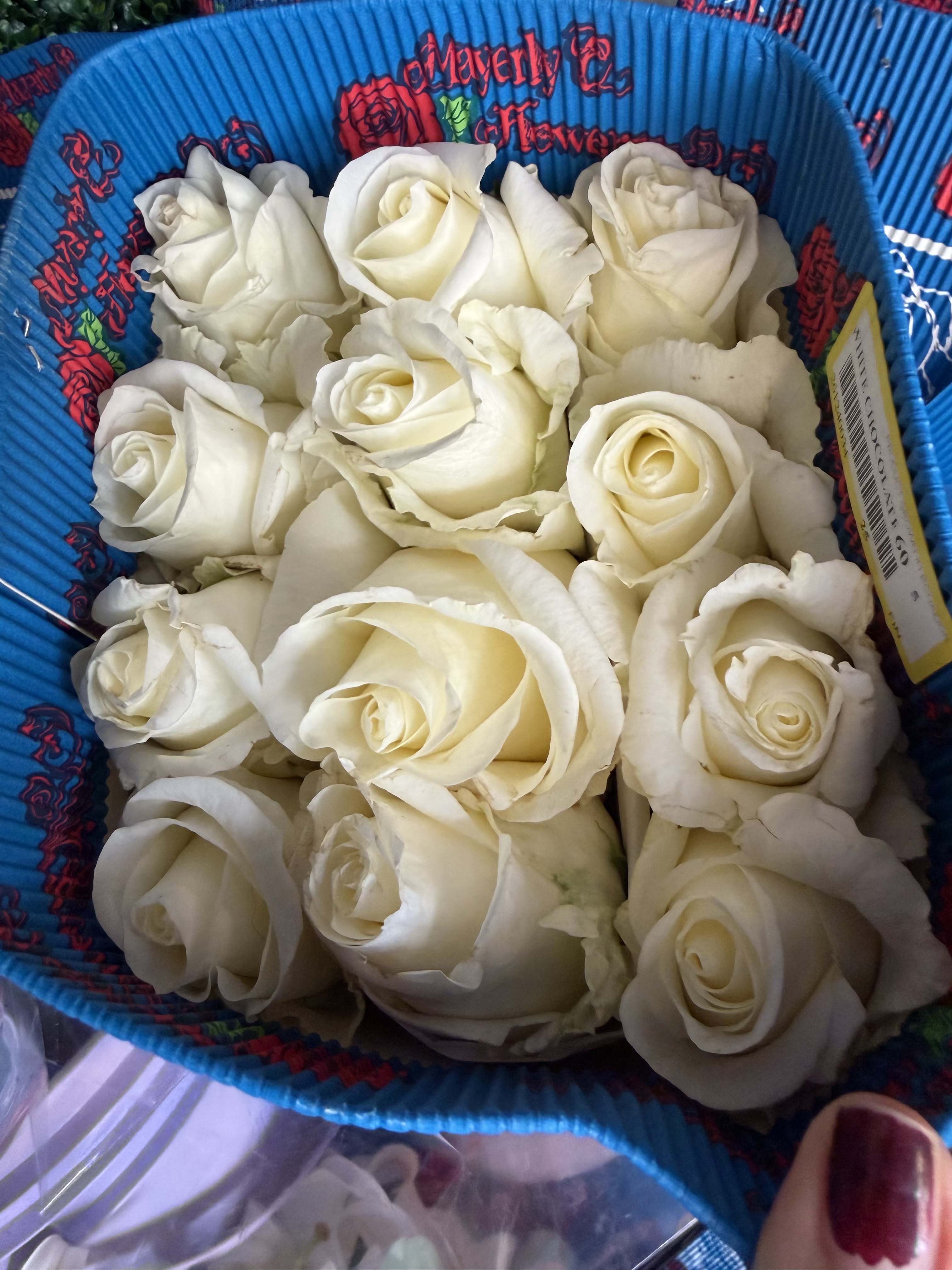 Wholesale roses white 25 stem pack - 25 long stemmed Ecuadorian roses in the color vendela white