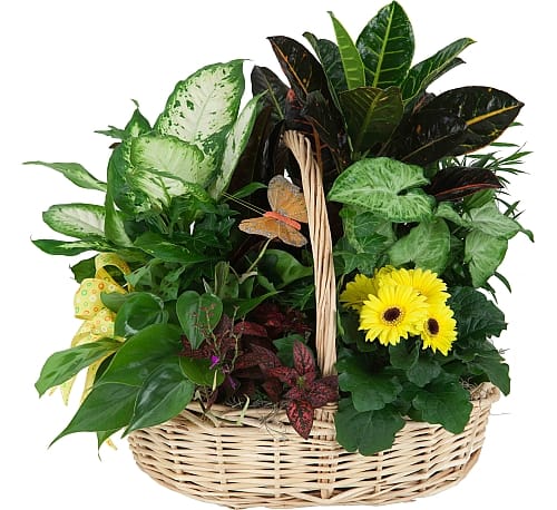 Garden f delights Basket - This beautiful gift is a garden of delights. Perfectly at home inside a home or office, it's a great gift for all reasons and seasons