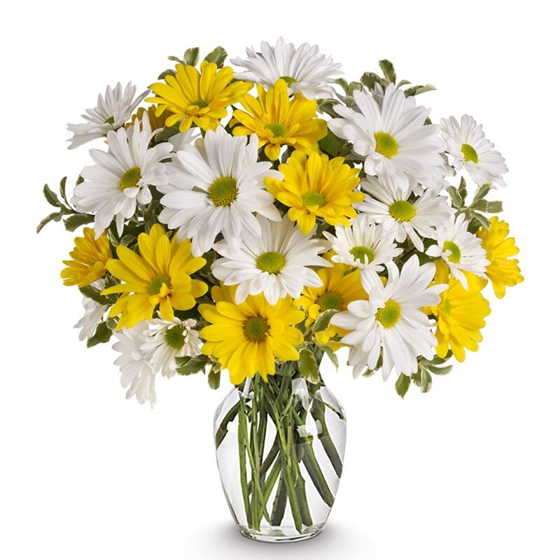 Sunshine Daisy - Immerse yourself in the enchanting world of daisies, where each delicate petal tells a story of beauty and elegance.Our Daisy Flower collection offers a stunning array of colors, from classic whites and yellows to vibrant pinks, purples, and oranges, perfect for every occasion.