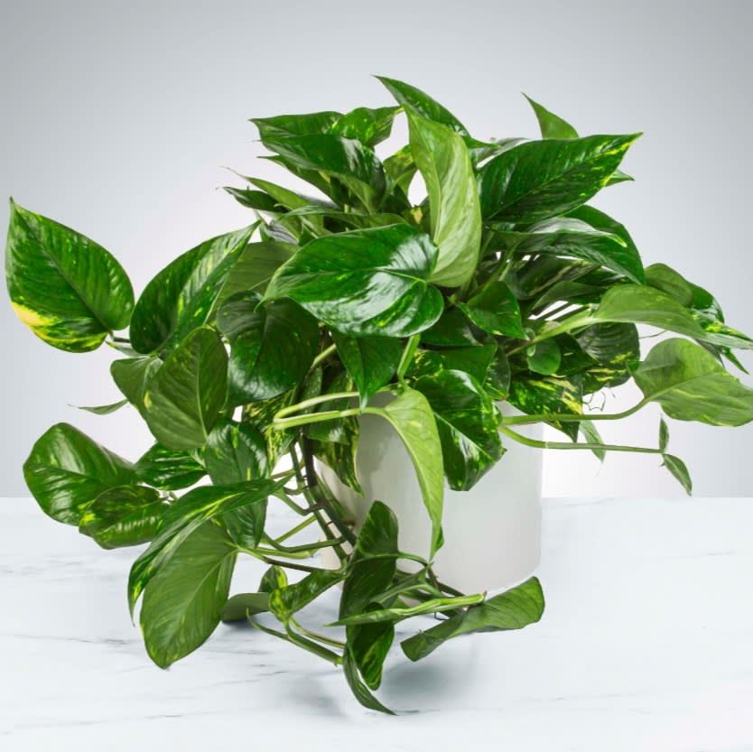 Pothos Plant by BloomNation™ - A large Pothos Plant that updates any living space. Pothos Plant's are known to remove toxins from the air and don't need to be watered frequently. APPROXIMATE DIMENSIONS: 16" W x 16" H
