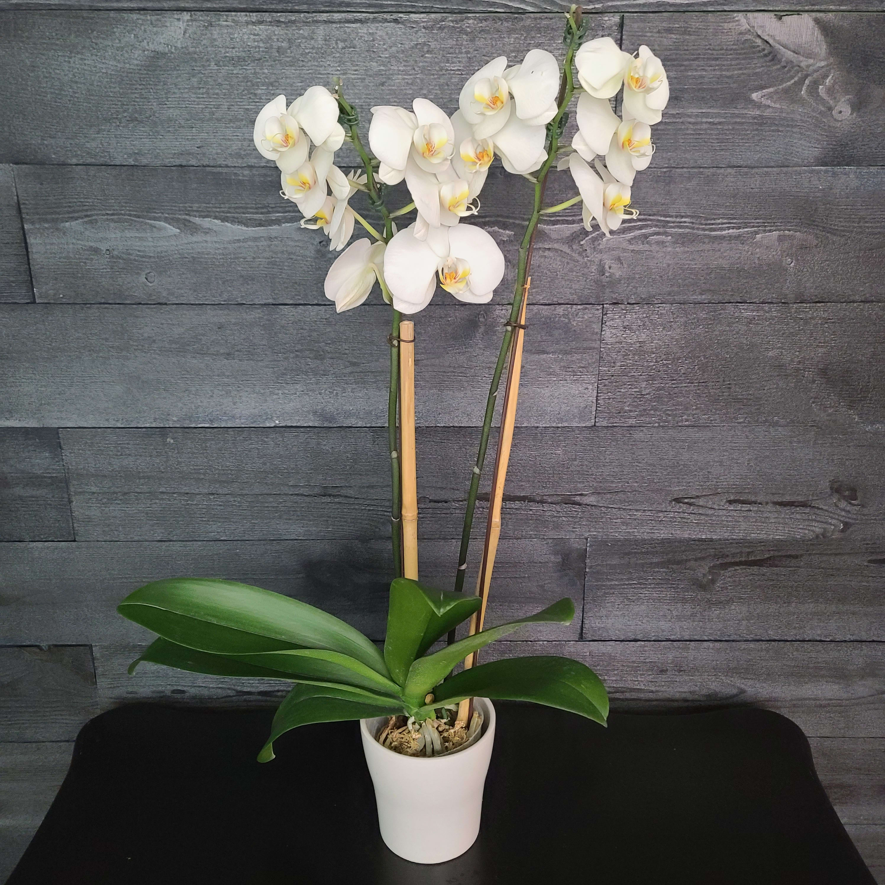White Double Orchid Stem Plant - Looking for an elegant, classy plant, this is it. White orchid in a white ceramic container. 