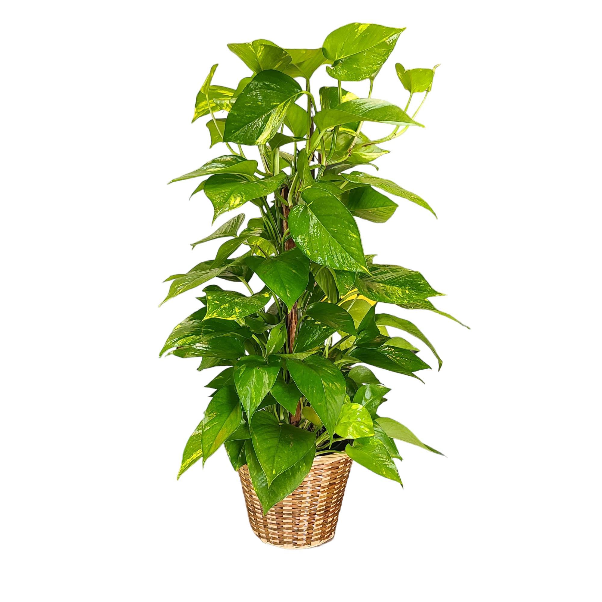 Potted green houseplant in a woven basket planter
