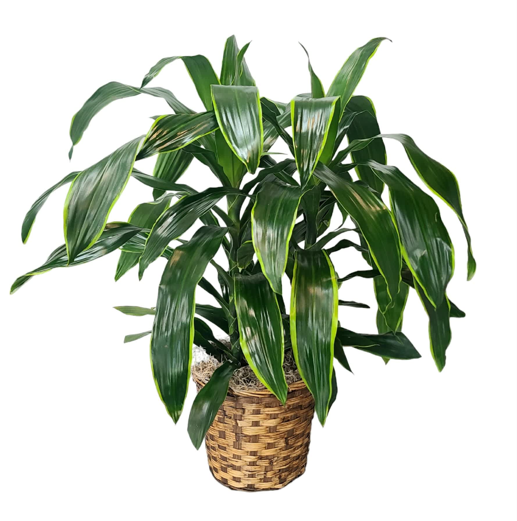 Potted green houseplant in a woven basket planter