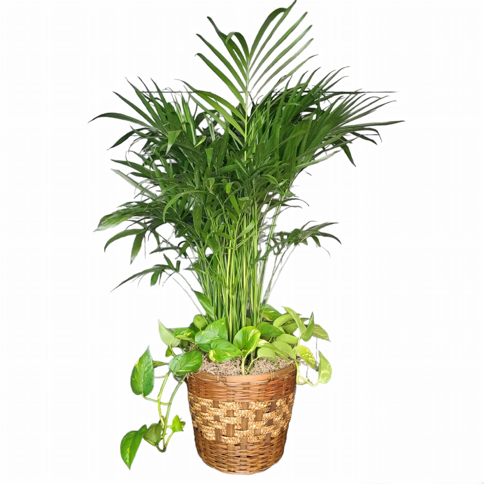 Potted palm plant with trailing pothos in a woven basket