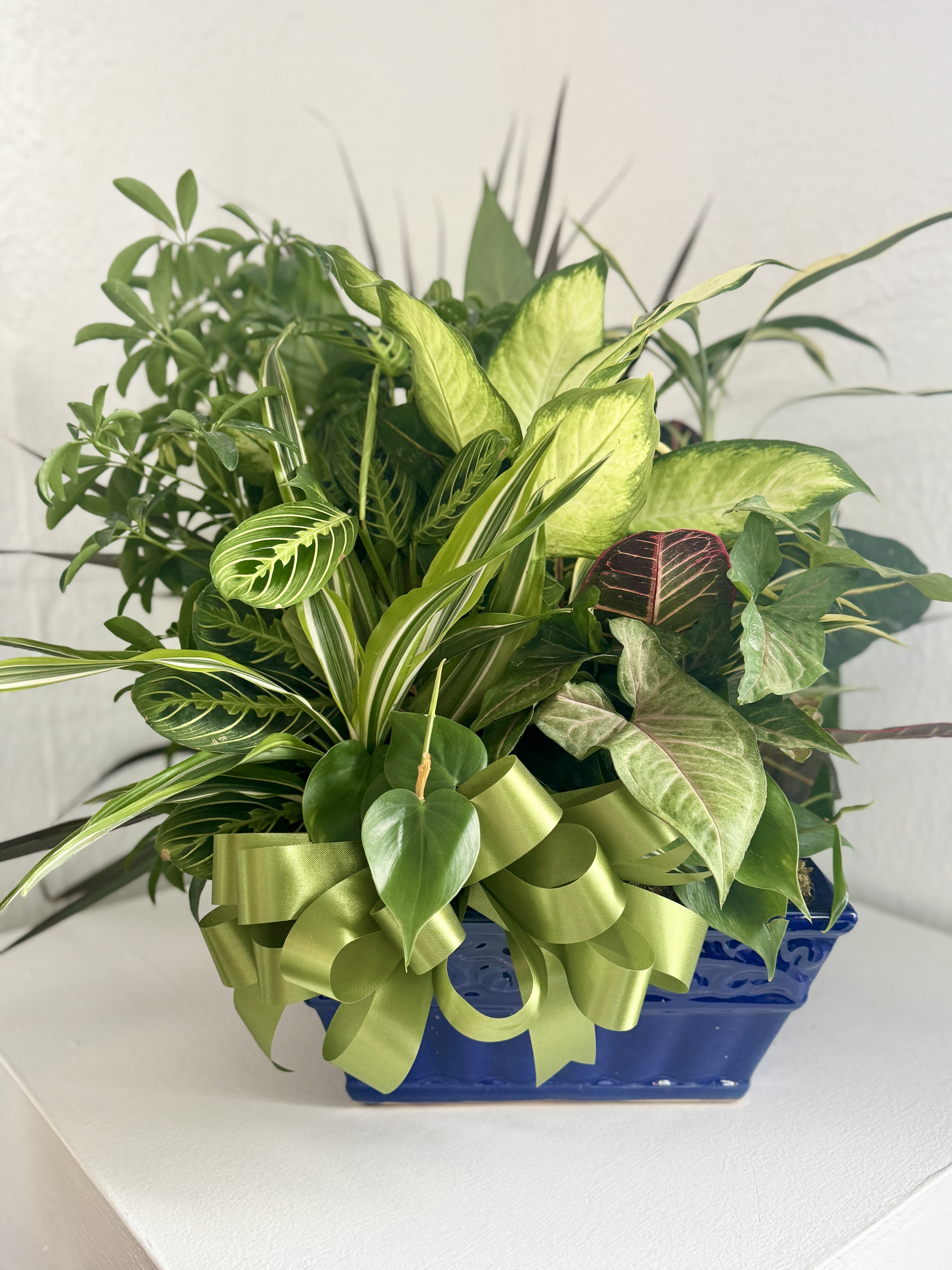 Mixed green houseplants in a blue ceramic planter with a ribbon bow