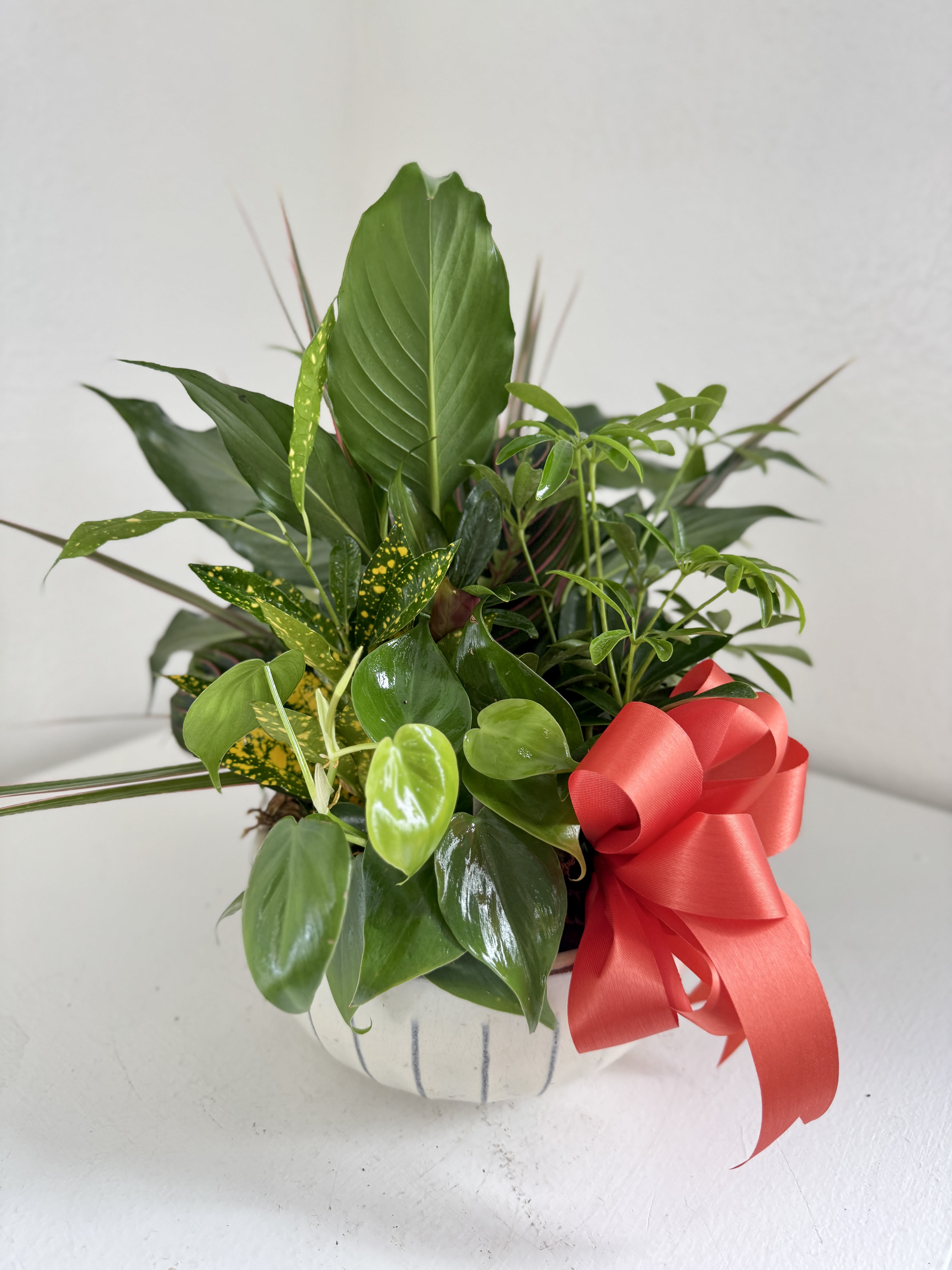 Medium Dish Garden - Beautiful mix of five or more houseplants arranged in a 8" ceramic pot adorned with a bow. If you would like a specific color bow please indicate so in the "special instructions" at checkout.