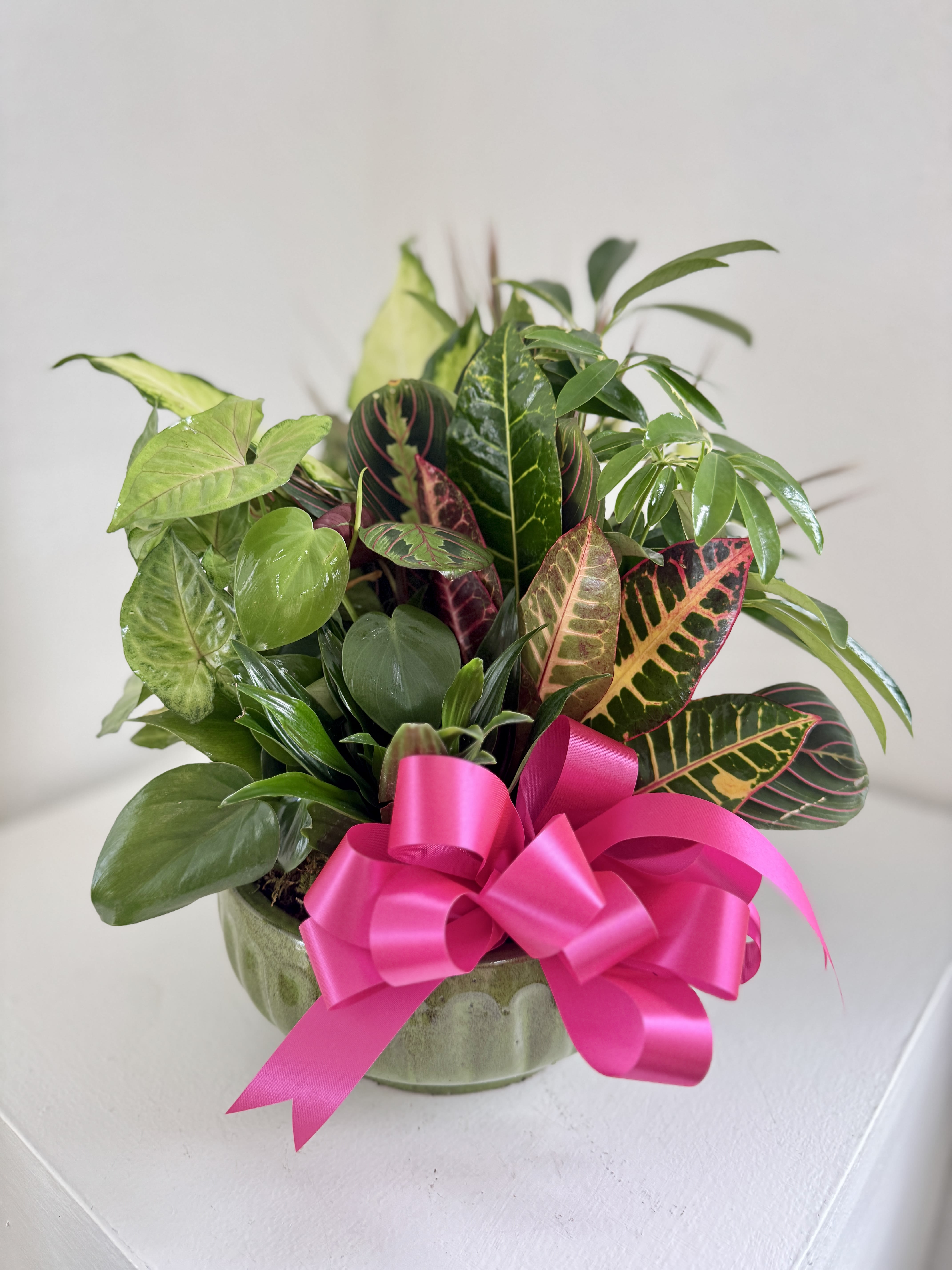 Large Dish Garden - Beautiful mix of six or more houseplants arranged in a 10" ceramic pot adorned with a bow. Pot color and plants may vary. If you would like a specific color bow please indicate so in the "special instructions" at checkout.