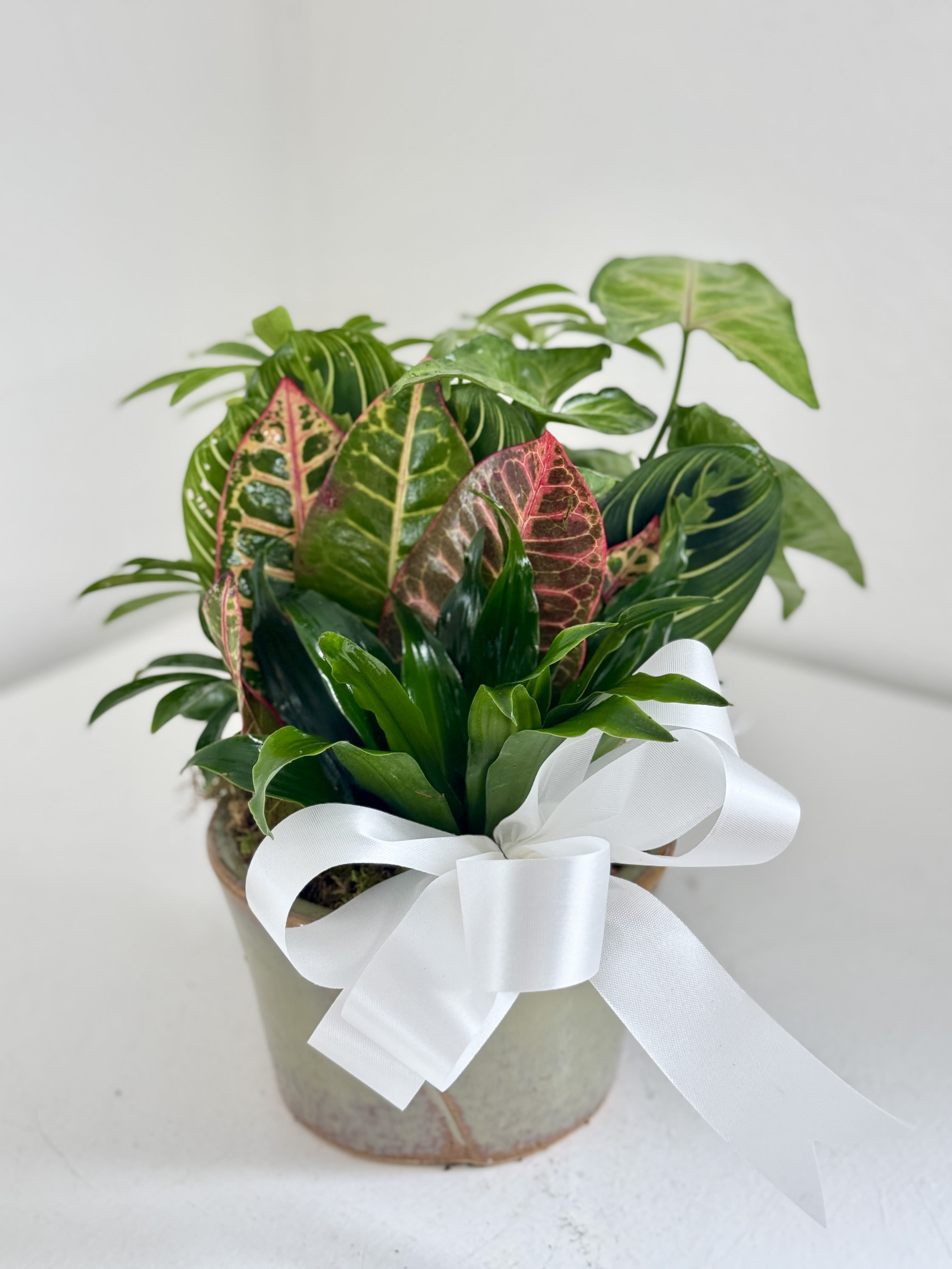 Potted tropical plant with variegated leaves and a white ribbon