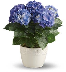 Happy Hydrangea - Blue - A timeless classic, the blue hydrangea is the perfect way to say "Happy Anything!" Plus, men love the blue hydrangea just as much as women. So go ahead and plant one on someone who deserves some special treatment.  A brilliant blue hydrangea plant is delivered in the perfect white ceramic container. Easy breezy.  Approximately 16" W x 18" H  Orientation: N/A  As Shown : T89-2A