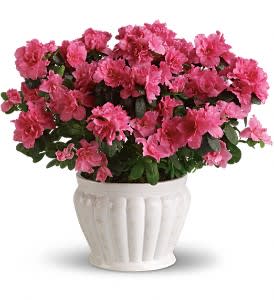 Pretty in Pink Azalea - This pretty azalea serves up a plethora of pink petals. Absolutely stunning as an indoor plant, it can also be planted outside and enjoyed for years to come. What a perfect present!  A beautifully robust pink azalea is hand-delivered in a lovely white ceramic ribbed planter. Think pink!  Approximately 17" W x 15 1/2" H  Orientation: N/A  As Shown : T91-3A