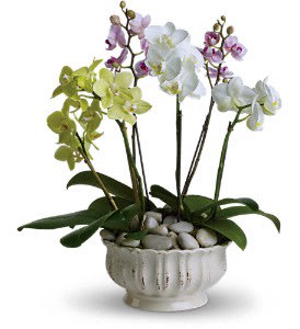 Regal Orchids - Grace. Beauty. Prosperity. And love. These are just some of the lovely qualities attached to the exquisite orchid. So imagine the effect of receiving six stunning orchid plants all at once. Magical, right?  Two brilliant green miniature phalaenopsis orchids, two lavender miniature phalaenopsis orchids and two dazzling white miniature phalaenopsis orchids are surrounded by white river rocks and delivered in a unique crème ceramic pedestal planter. Give someone the royal treatment!  Approximately 14" W x 16 1/2" H  Orientation: N/A  As Shown : T103-1A