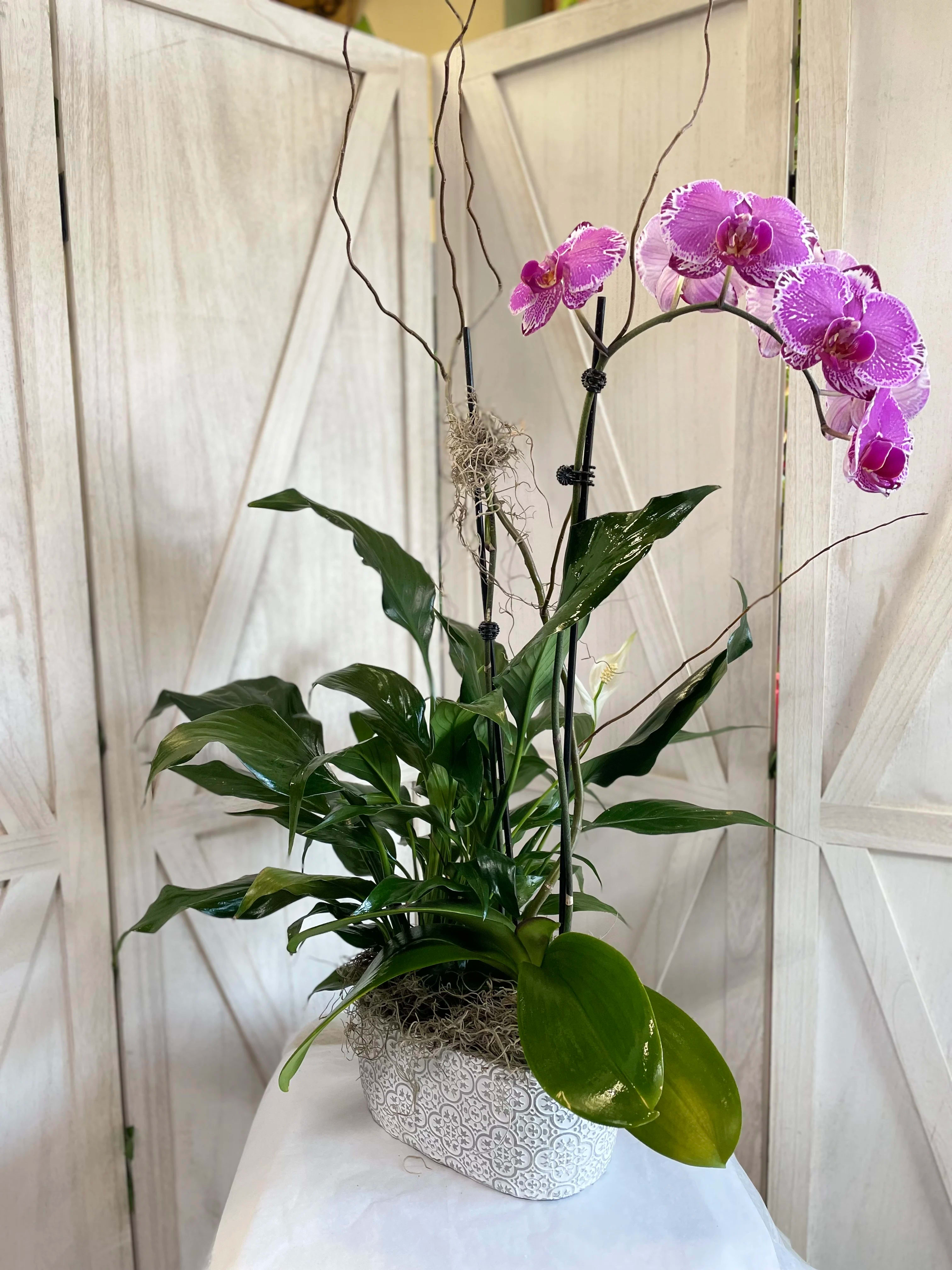 Purple Orchid - Purple premium orchid plant with an elegant peace lily! A beautiful gift for anyone!  