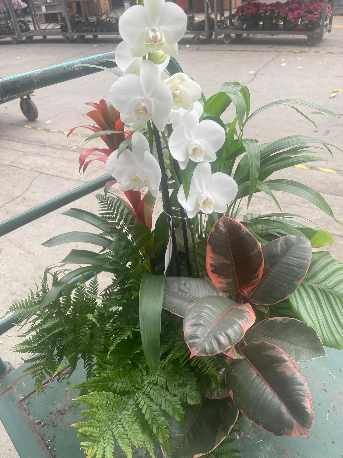 Mixed planter with white orchids, red tropical blooms, and assorted foliage plants