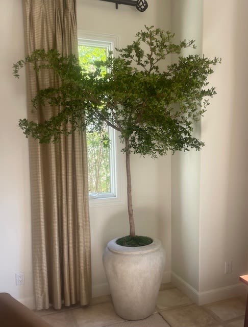Tall indoor potted tree with leafy green canopy in a large cream planter