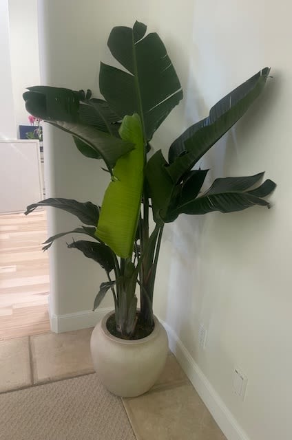 Tall tropical green floor plant with large leaves in a round cream ceramic pot by a wall