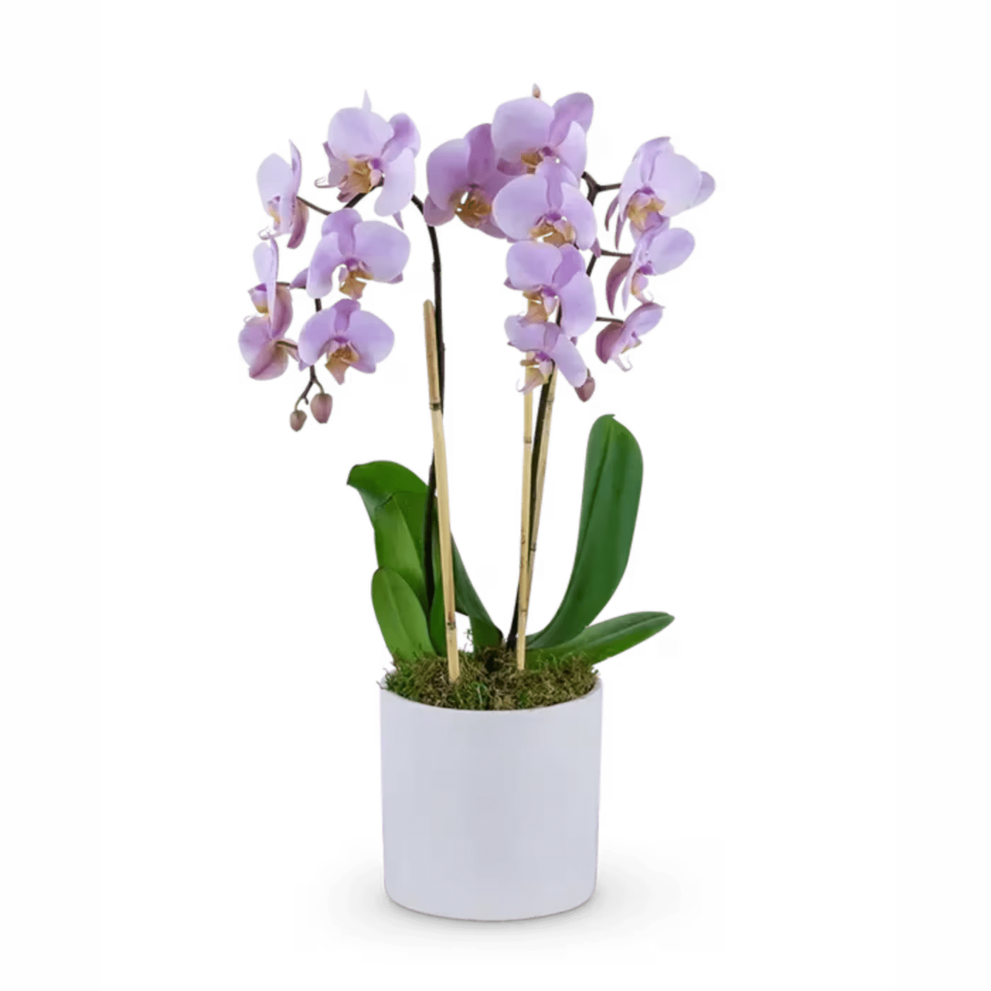 Phalaenopsis Orchid Pink *2 spike - Our Phalaenopsis Orchid is an elegant and memorable way to honor your loved one. It features a Phalaenopsis orchid plant in a ceramic white container. Orchids are often used at a funeral or memorial as a symbol of the "forever love" you have for the deceased. Funeral or Sympathy flowers truly help to bring healing to broken hearts in many forms.