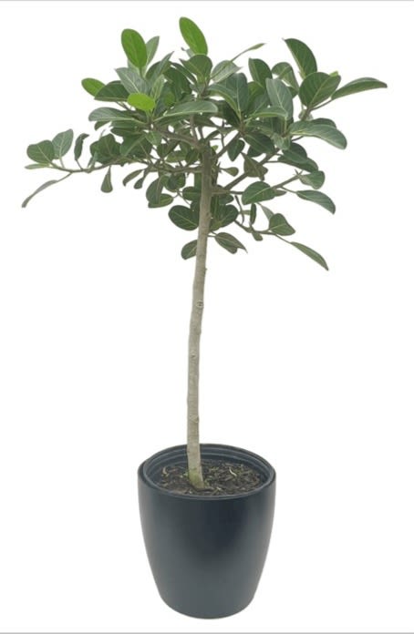 Ficus Audrey (plant only) - 5 gallon pot - approx 6-7'