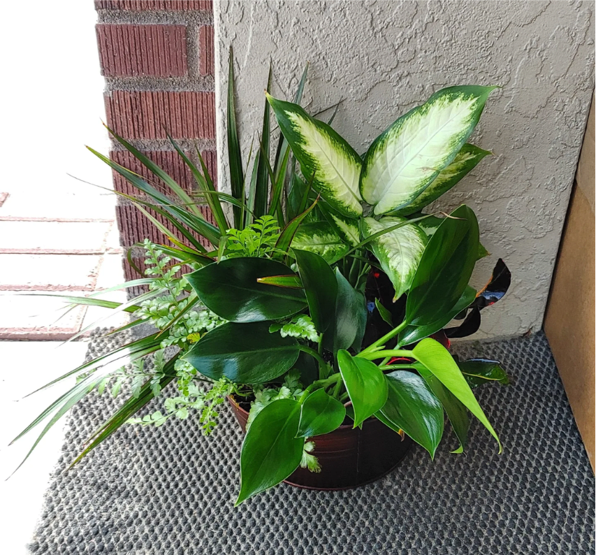 Serene Retreat - This beautiful gift is a garden of delights. Perfectly at home inside a home or office, it's a great gift for all reasons and seasons. Product ID: T100-3A--- PLANTS/Container MAY VARY!!!! We will use the nicest plants we have on hand!---- If you would like a more specific idea on what we currently have in stock, please call in your order @ 208-459-0051. The photo is a reference only for general size. :) 