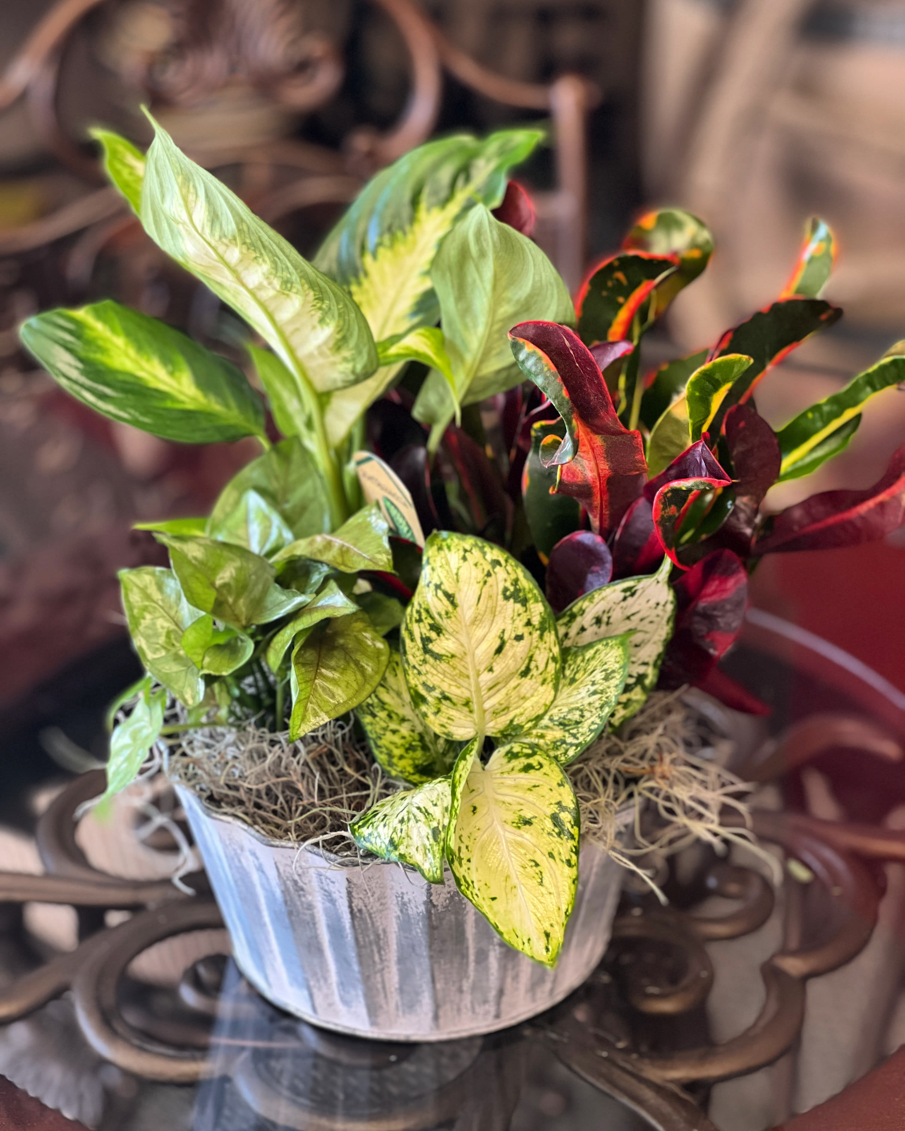  Dish Garden - Different TYPES OF GREEN/BLOOMING PLANTS&amp; Container/Bow MAY VARY!