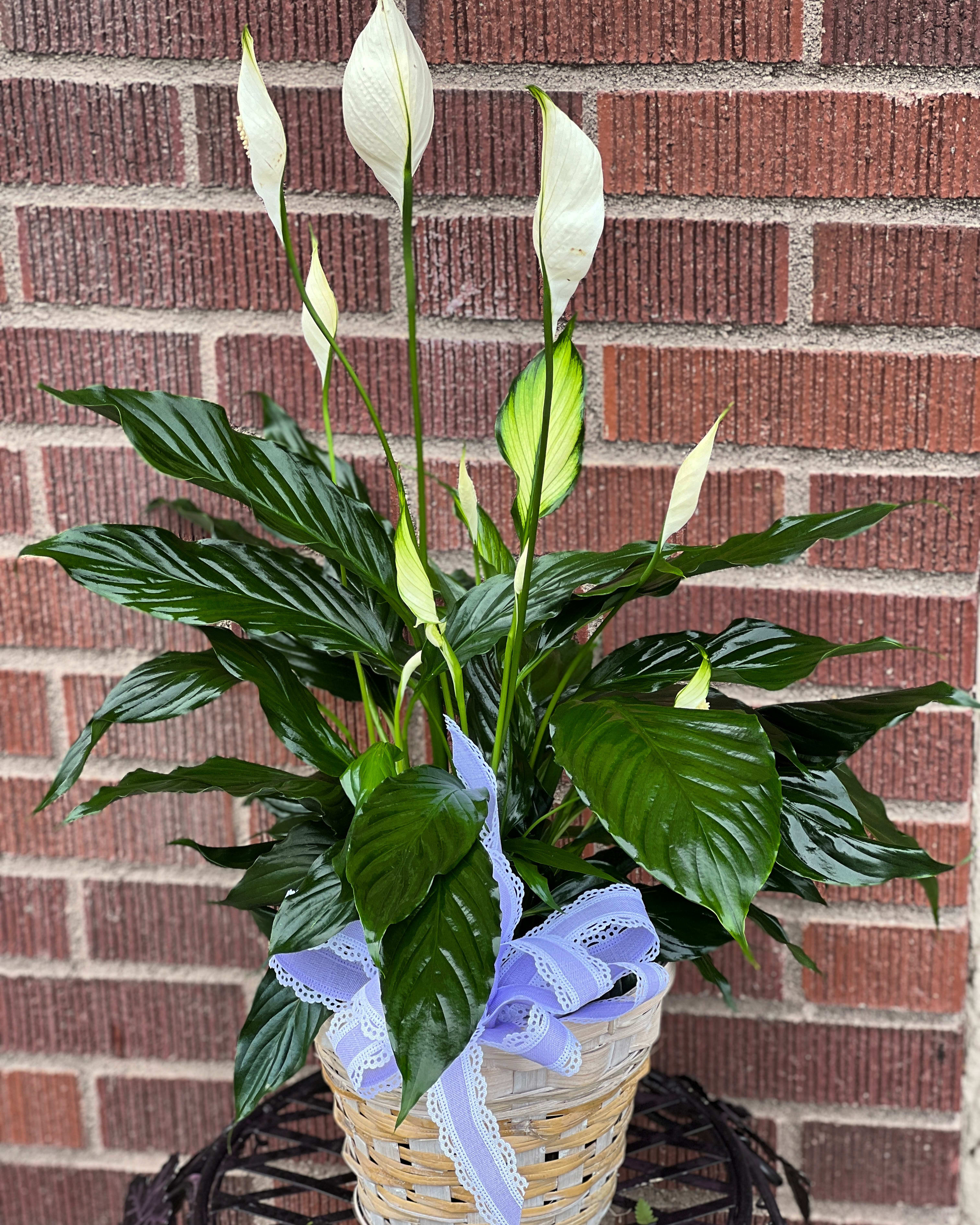 Potted peace lily in a woven basket with a lavender ribbon