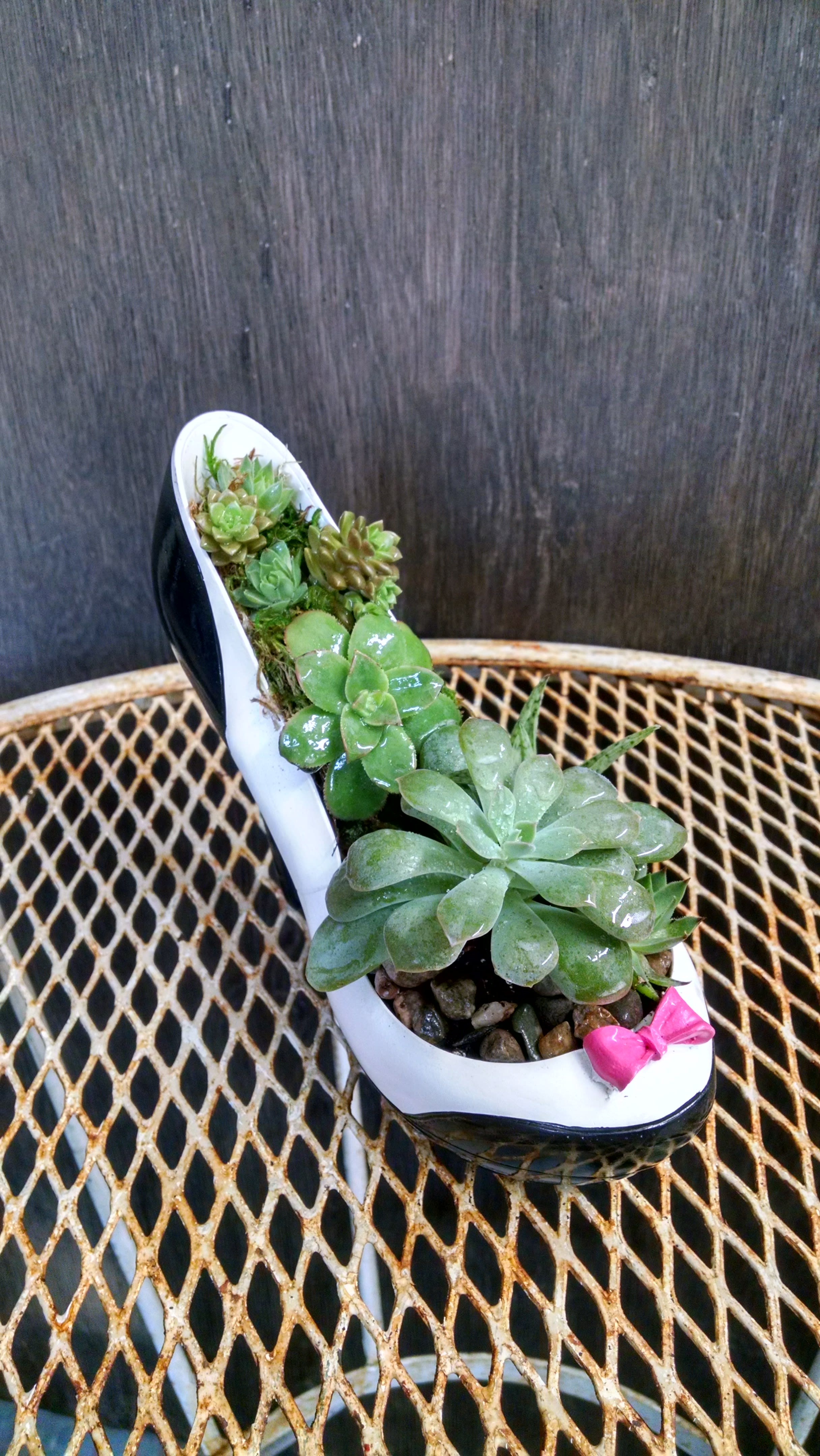 Succulent arrangement in a high-heeled shoe planter with a pink bow