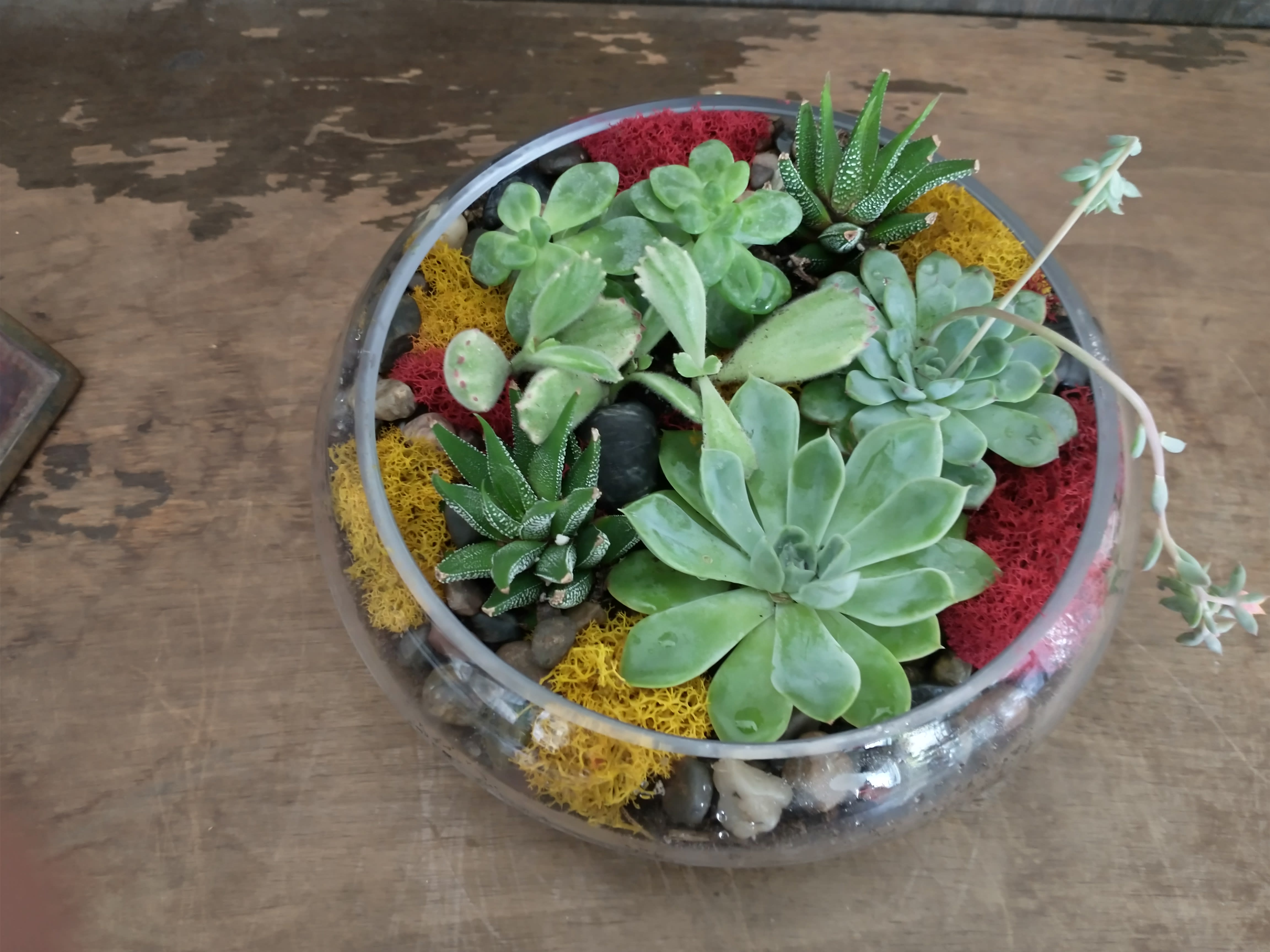 Round glass bowl with assorted succulents and colorful moss