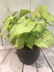 Potted houseplant with large light green leaves in a dark round container