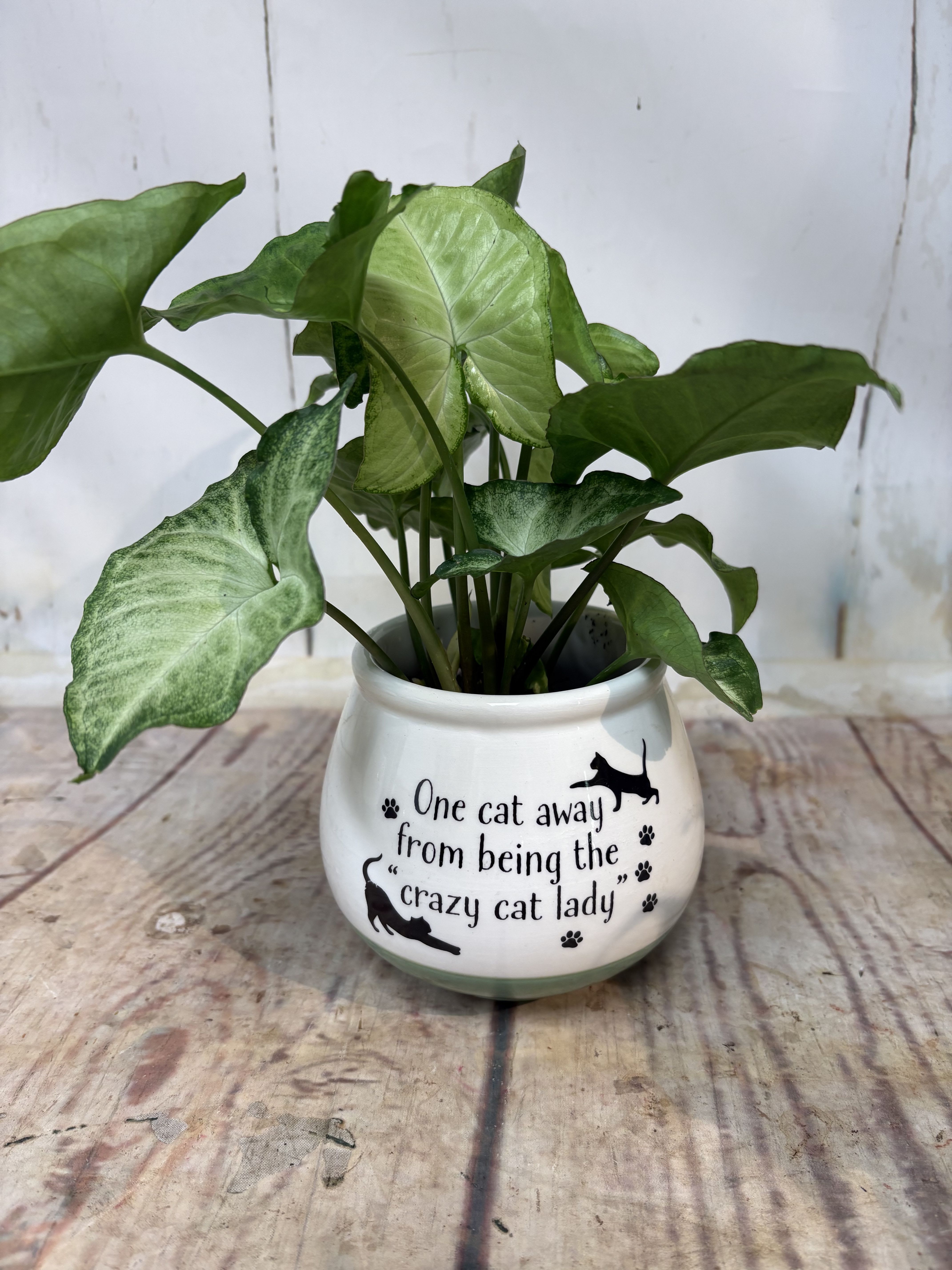 Potted green houseplant in a white cat-themed ceramic pot with printed text