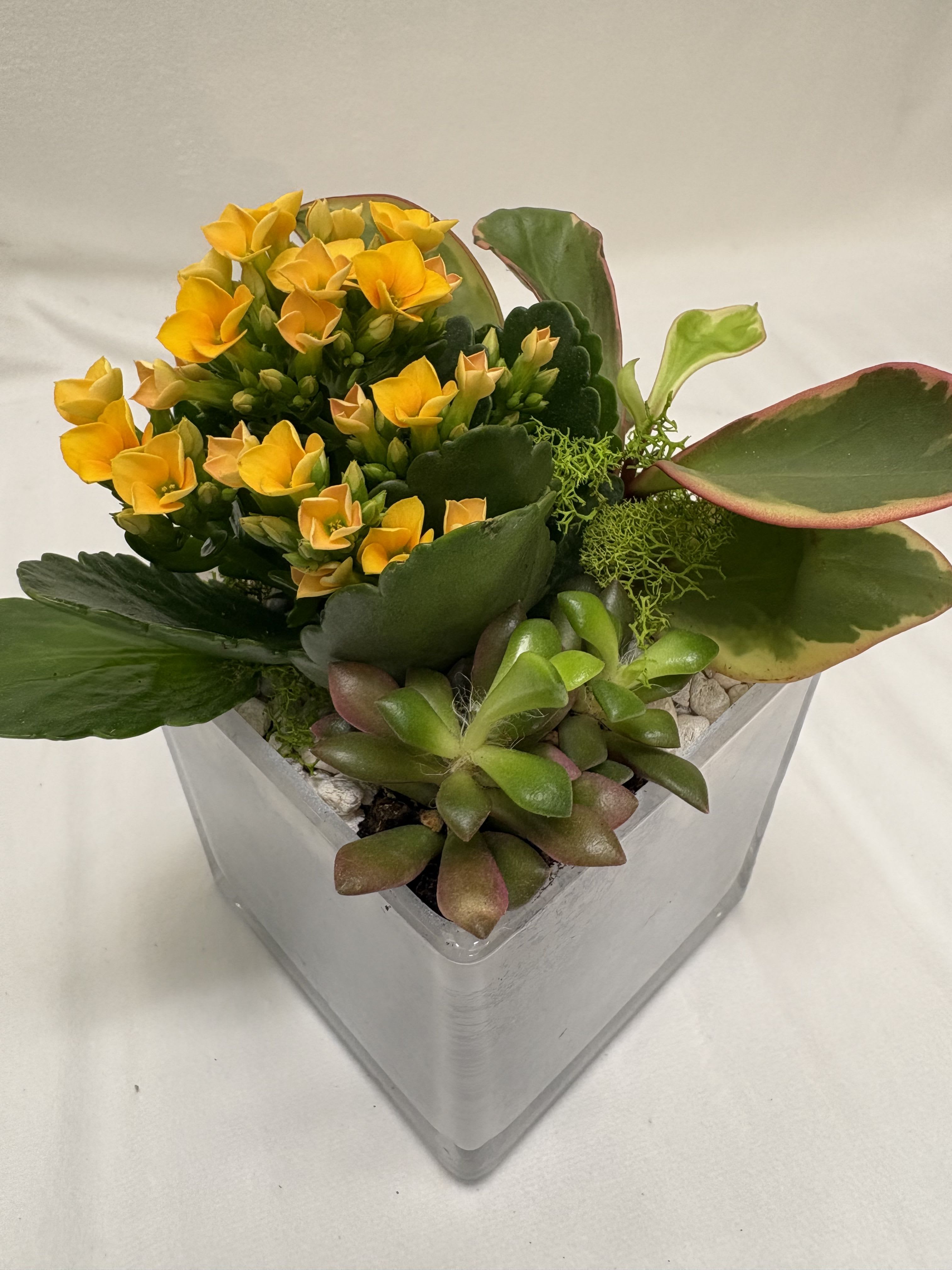 Colorful Succulents - A compact, modern centerpiece that brings a fresh, contemporary vibe - this flower arrangement is perfect as a cheerful housewarming gift or a bright spot on a desk. The arrangement of succulents and small yellow blooms reads as both architectural and lively, making it a fitting choice for birthdays, thank-you gestures, or "thinking of you" moments when you want the recipient to feel noticed and uplifted.  This piece pairs rosette and paddle-shaped succulents in varied green tones with pops of pink and white accents and clustered yellow flowers for a lively color contrast. It's planted in a clear square glass container layered over white pebbles, creating a clean, minimal base that highlights the textured foliage. The overall composition is compact and layered, about the size of a tabletop accent, and designed to be low-maintenance while still feeling thoughtfully arranged.  A great gift for someone who prefers modern style or easy-care plants, it conveys warmth without fuss - she'll enjoy the sculptural shapes and cheerful color without needing daily attention. Place it on a windowsill or coffee table for best light; occasional bright, indirect sun and minimal watering will keep the succulents healthy.