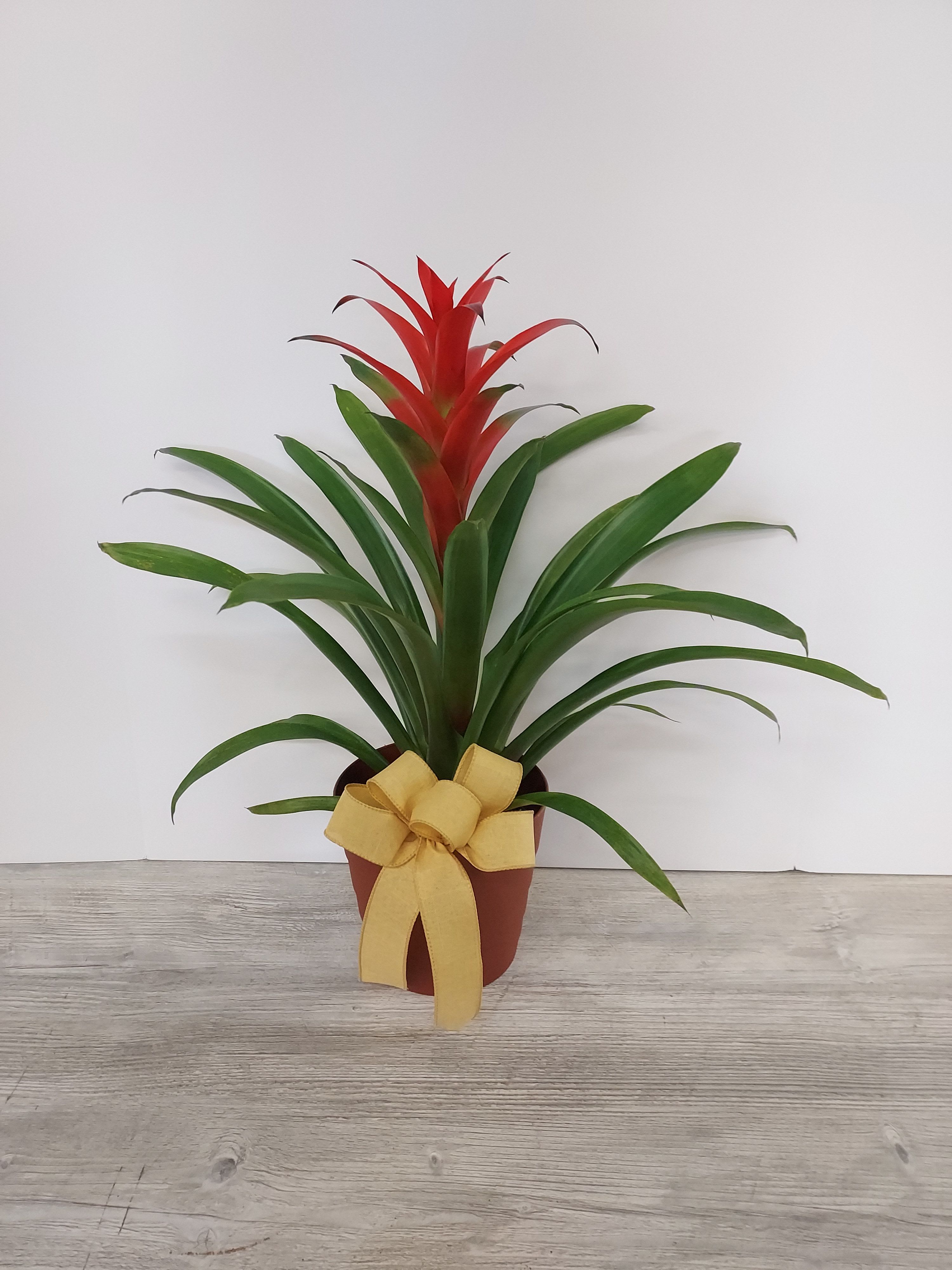 Red bromeliad plant with long green leaves in a brown pot tied with a yellow bow
