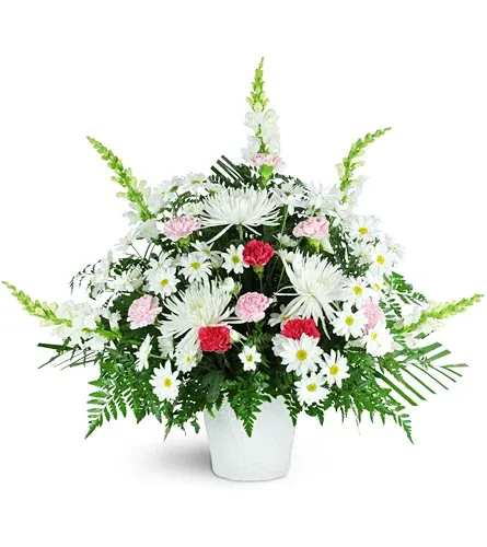 Tall fan-shaped arrangement of white daisies and mums with pink and red carnations in a white pot