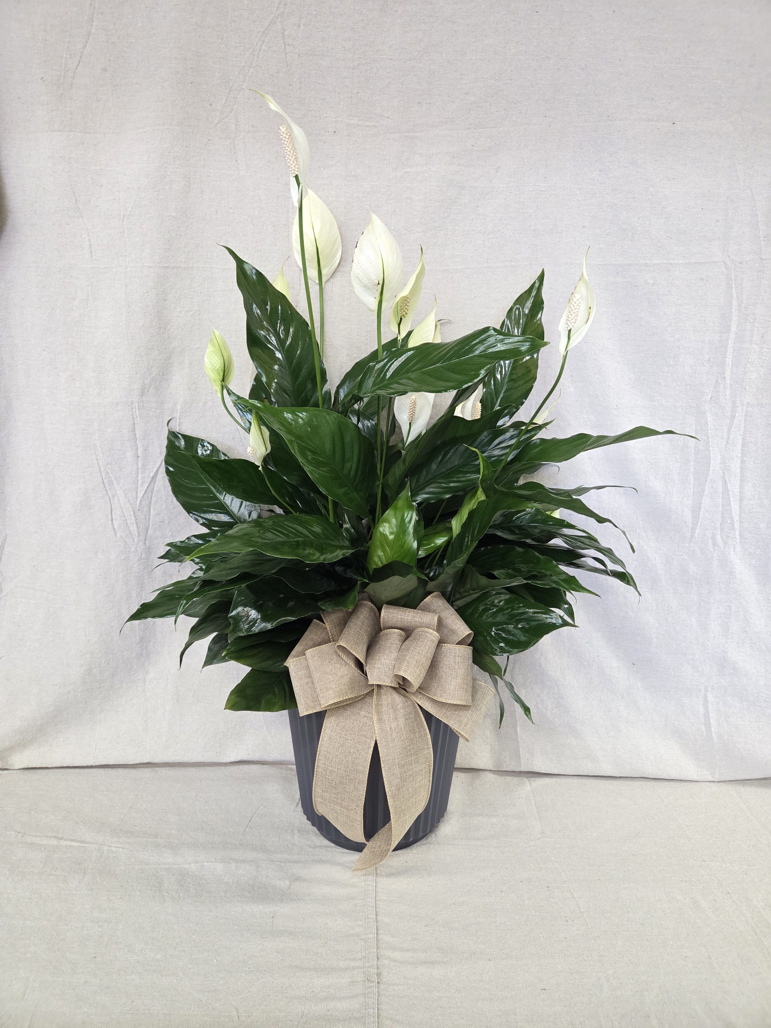 Potted peace lily plant with white blooms and a large beige bow on a dark ribbed container.