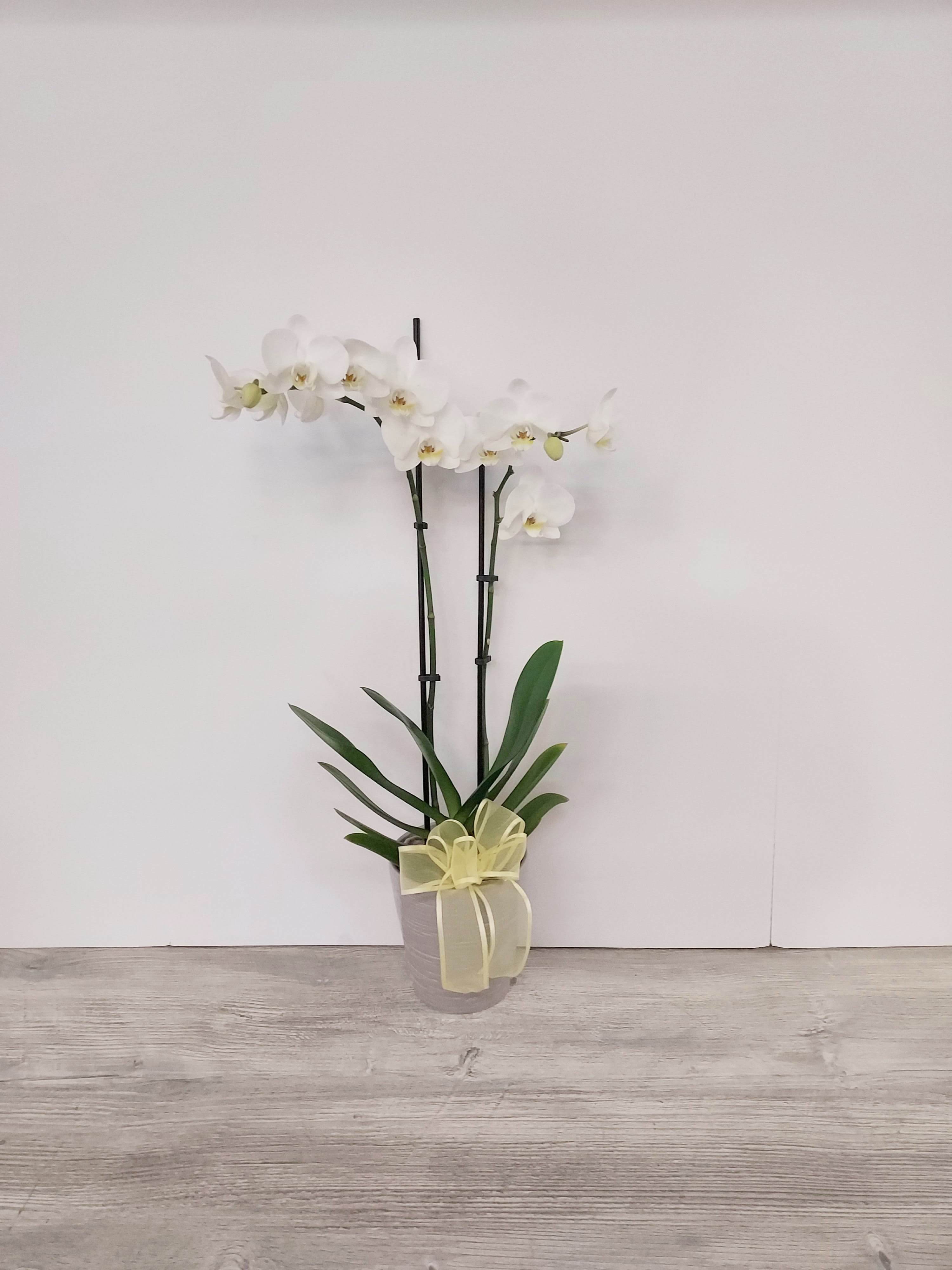 Phalaenopsis Orchid Plant - With an unparalleled elegance, the exquisite Phalaenopsis orchid is simply enchanting. Perfect for any extra-special occasion. 