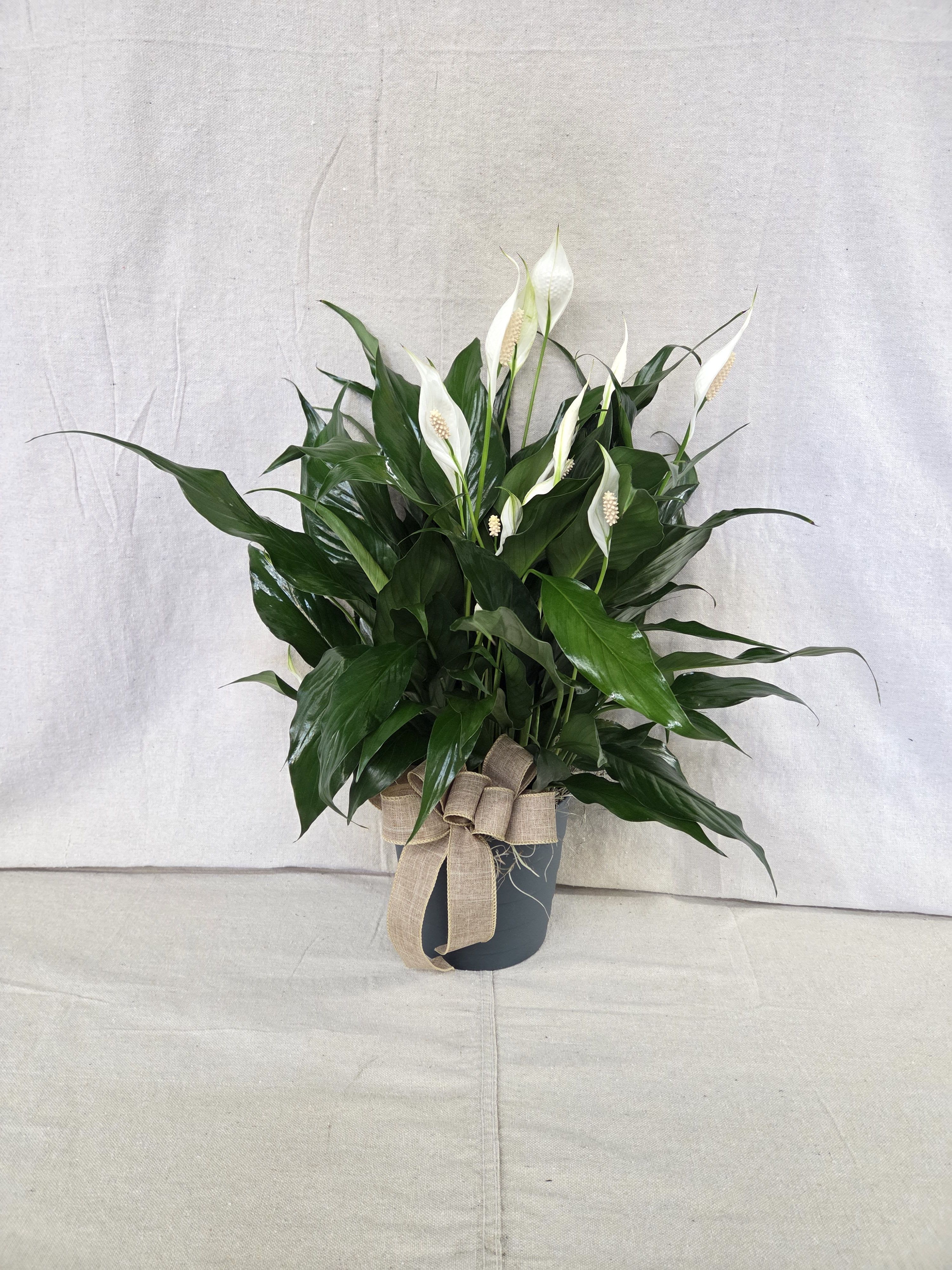 Potted peace lily plant with white blooms in a dark container tied with a burlap bow